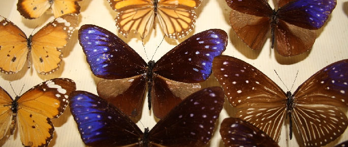 Collections naturalistes dans la région PACA