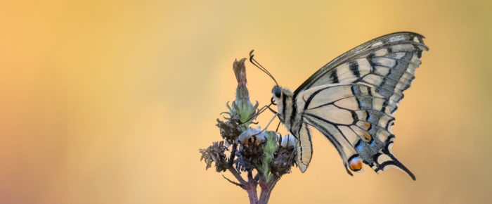 « Natur’ailes », nouvelle exposition
