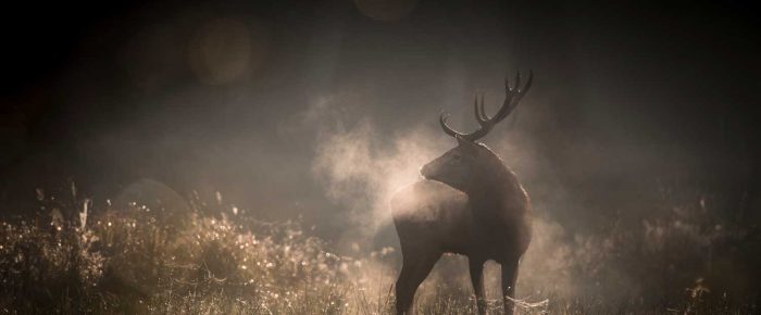 En Forêt, de la gestion à l’évasion